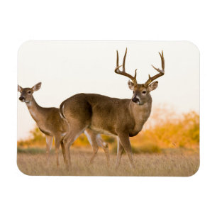 White-tailed Deer   Autumn in Texas Magnet