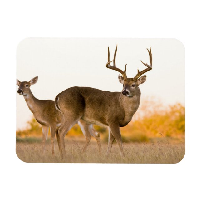 White-tailed Deer | Autumn in Texas Magnet (Horizontal)