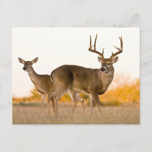 White-tailed Deer Autumn in Texas Postcard
