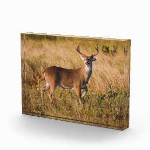 White-tailed Deer Autumn in TX Photo Block