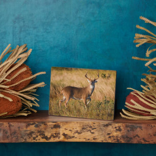 White-tailed Deer Autumn in TX Plaque