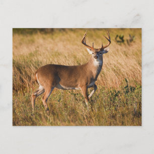 White-tailed Deer Autumn in TX Postcard