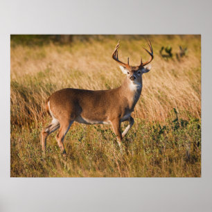White-tailed Deer   Autumn in TX Poster