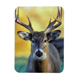 White-Tailed Deer   Autumn Magnet