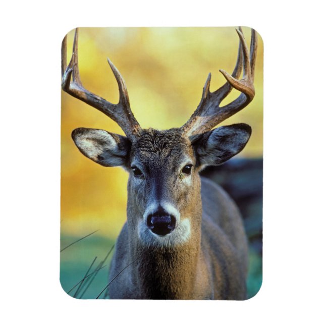 White-Tailed Deer | Autumn Magnet (Vertical)