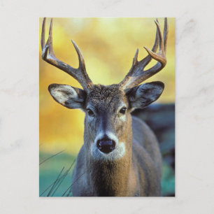White-Tailed Deer Autumn Postcard