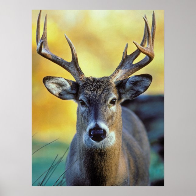 White-Tailed Deer | Autumn Poster (Front)