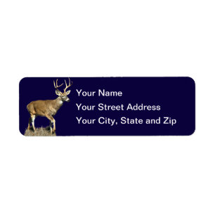 White Tailed Deer Buck