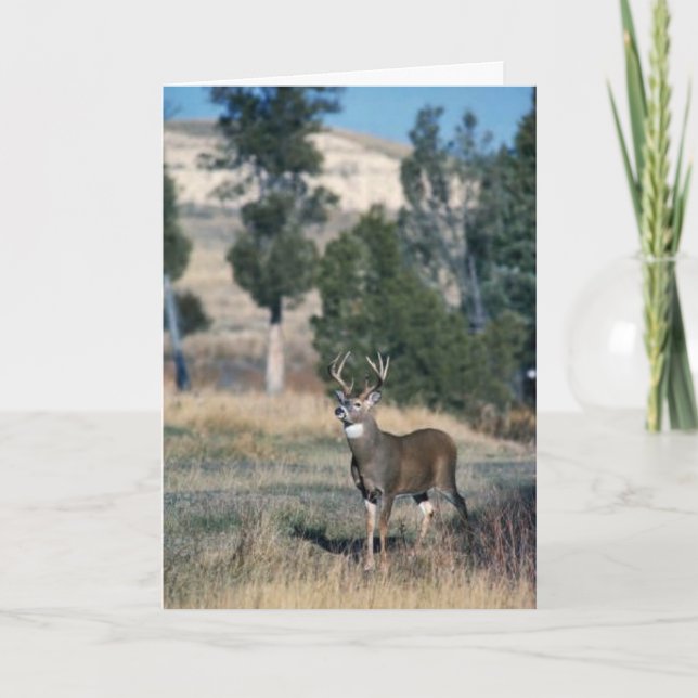 White-tailed deer buck card (Front)
