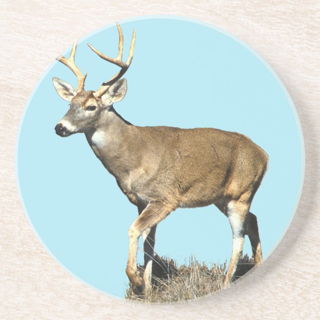 White Tailed Deer Buck Coaster (Front)