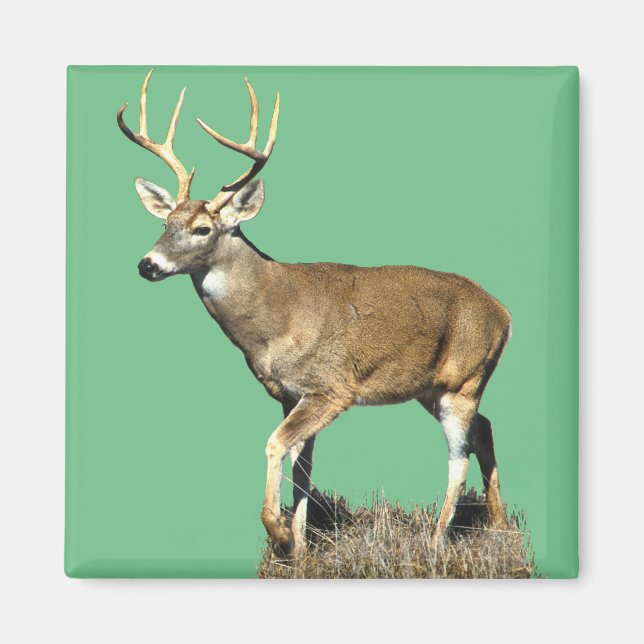 White Tailed Deer Buck Magnet (Front)
