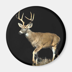 White Tailed Deer Buck Magnet