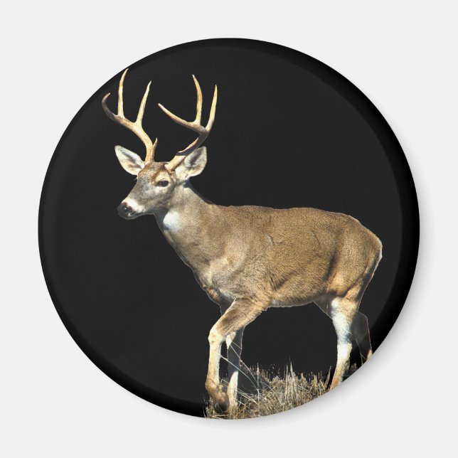 White Tailed Deer Buck Magnet (Front)