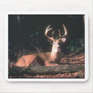 White Tailed Deer Buck Photo Mouse Mat
