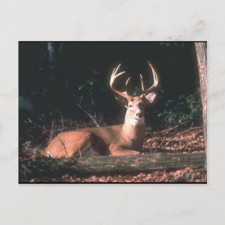White Tailed Deer Buck Photo Postcard