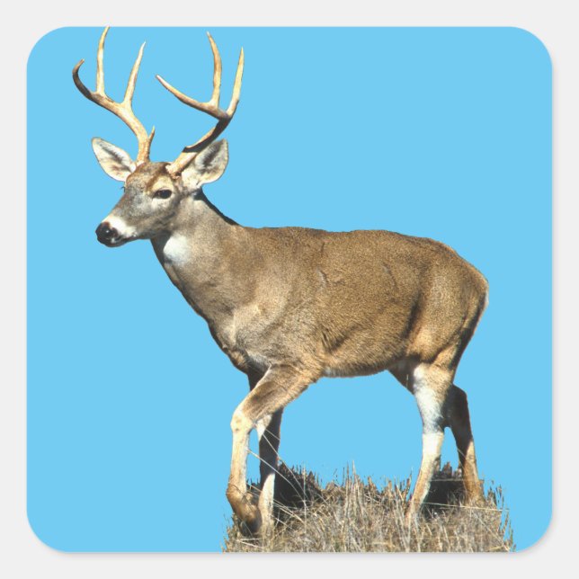 White Tailed Deer Buck Square Sticker (Front)
