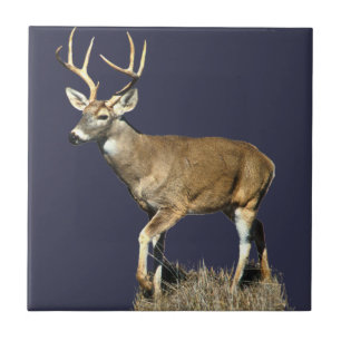 White Tailed Deer Buck Tile
