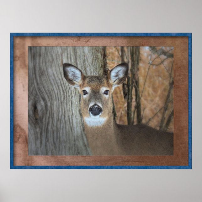 White Tailed Deer Caught Staring Poster (Front)