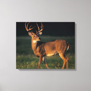 White-tailed Deer   Choke Canyon State Park, TX Canvas Print