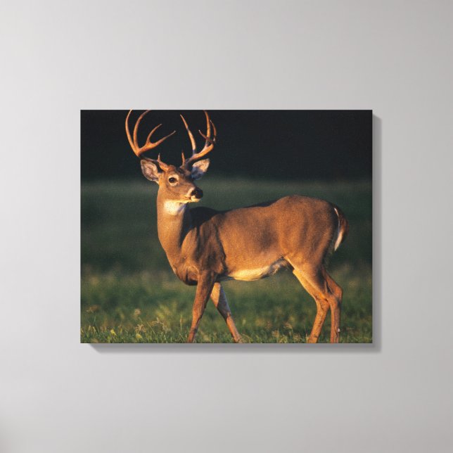 White-tailed Deer | Choke Canyon State Park, TX Canvas Print (Front)