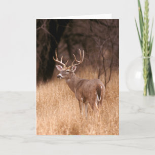 White Tailed Deer    Choke Canyon State Park, TX Card