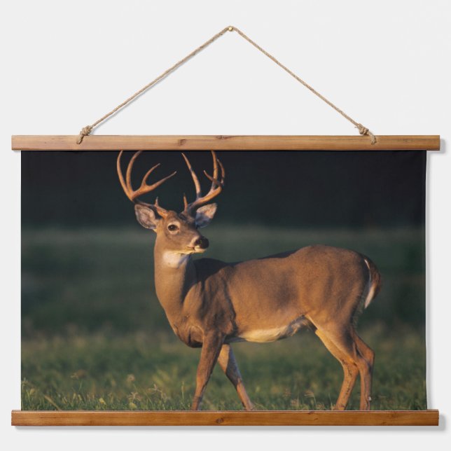 White-tailed Deer | Choke Canyon State Park, TX Hanging Tapestry (Front)