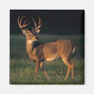 White-tailed Deer Choke Canyon State Park, TX Magnet
