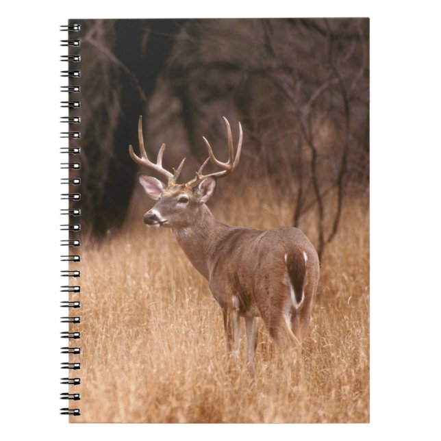 White Tailed Deer |  Choke Canyon State Park, TX Notebook (Front)