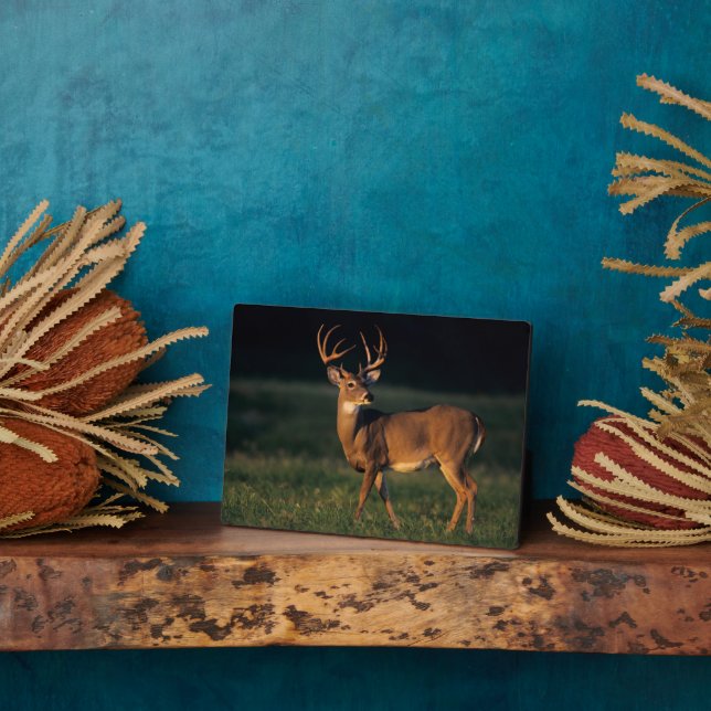 White-tailed Deer | Choke Canyon State Park, TX Plaque (Side)