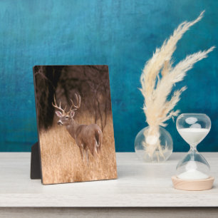 White Tailed Deer    Choke Canyon State Park, TX Plaque