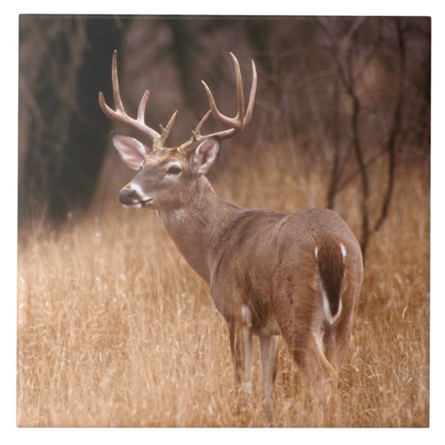 White Tailed Deer |  Choke Canyon State Park, TX Tile (Front)