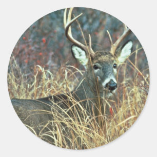 White-tailed Deer Classic Round Sticker