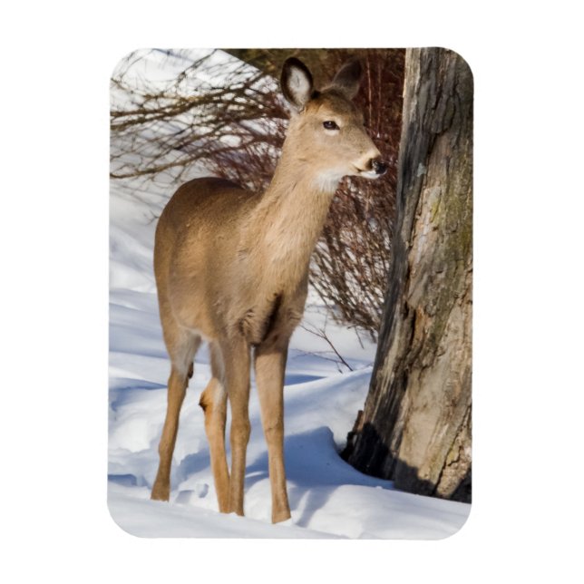 White-tailed Deer (Close Up) Magnet (Vertical)