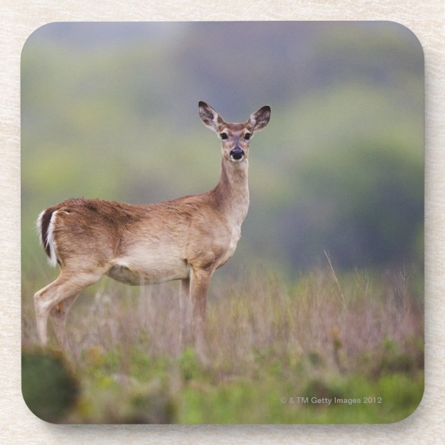 White-Tailed Deer Coaster (Front)