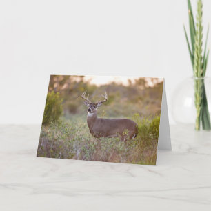 White-tailed Deer Fall in Texas Card