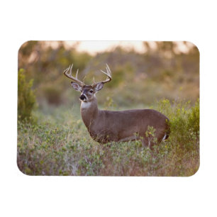 White-tailed Deer   Fall in Texas Magnet