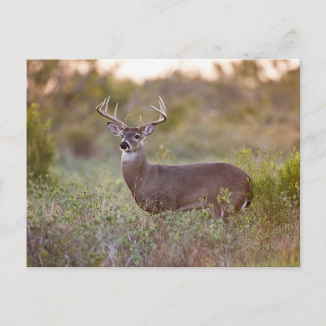 White-tailed Deer | Fall in Texas Postcard (Front)