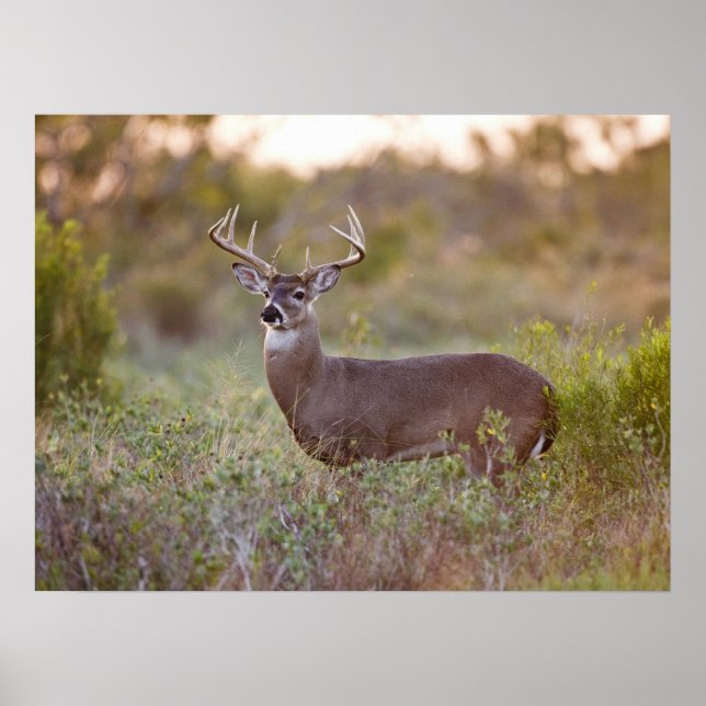 White-tailed Deer | Fall in Texas Poster (Front)