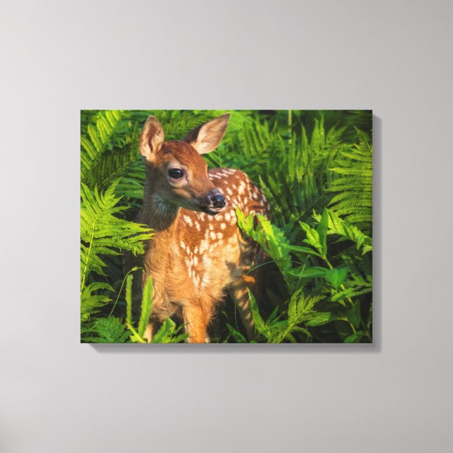 White-tailed Deer Fawn | Minnesota Canvas Print (Front)