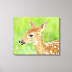 White-Tailed Deer Fawn   Minnesota Canvas Print