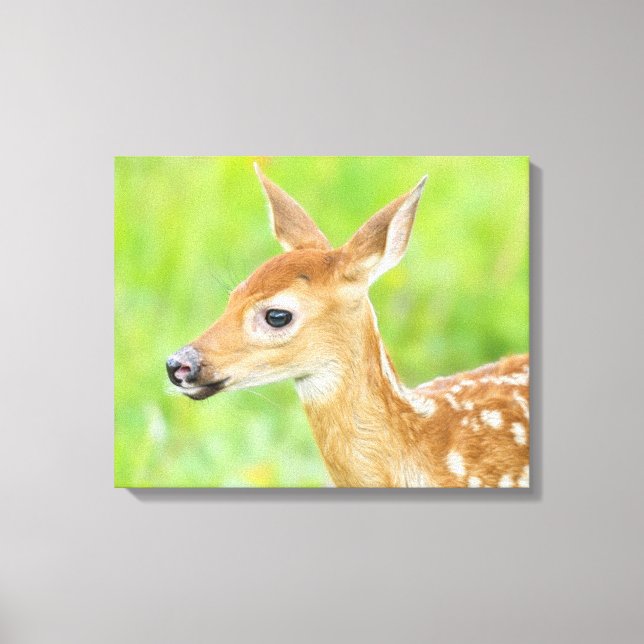 White-Tailed Deer Fawn | Minnesota Canvas Print (Front)