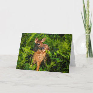 White-tailed Deer Fawn   Minnesota Card