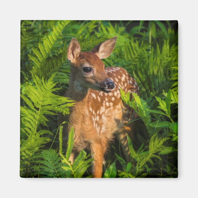 White-tailed Deer Fawn | Minnesota Magnet (Front)