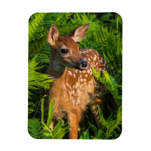 White-tailed Deer Fawn | Minnesota Magnet (Vertical)