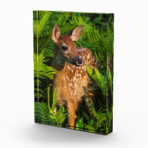 White-tailed Deer Fawn Minnesota Photo Block