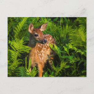 White-tailed Deer Fawn Minnesota Postcard