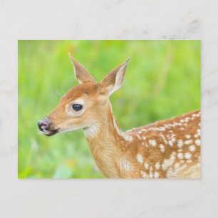 White-Tailed Deer Fawn Minnesota Postcard