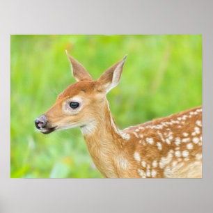 White-Tailed Deer Fawn   Minnesota Poster