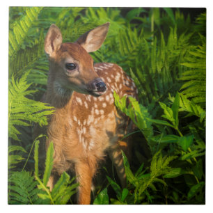 White-tailed Deer Fawn   Minnesota Tile