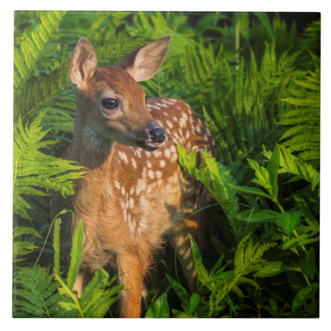 White-tailed Deer Fawn | Minnesota Tile (Front)